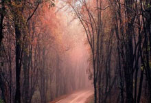 捷克队在赛场上奋勇拼搏